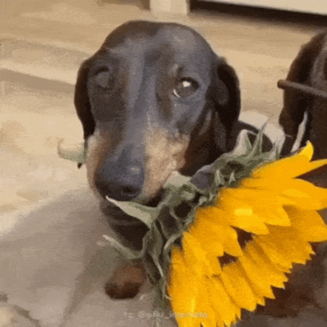Perro con girasol